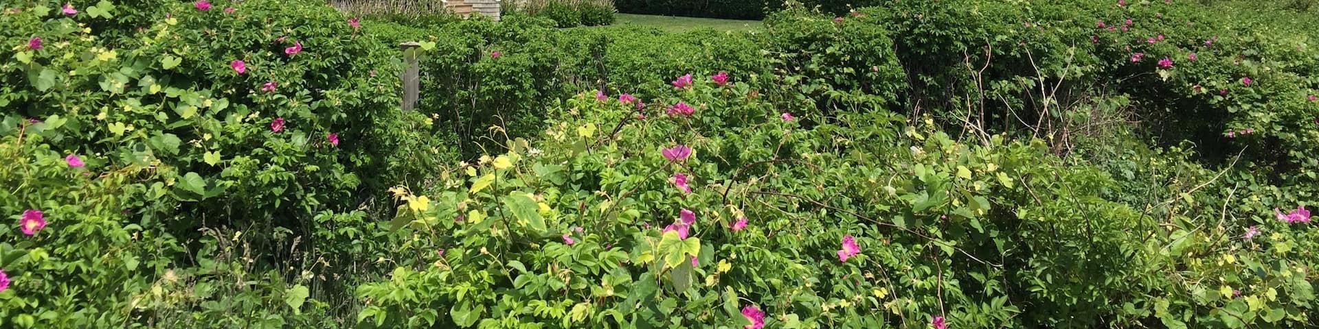 Beautiful vacation homes on a cliff facing the sea...they are all fighting heavy erosion with lots of expensive properties already swallowed up by the ocean.