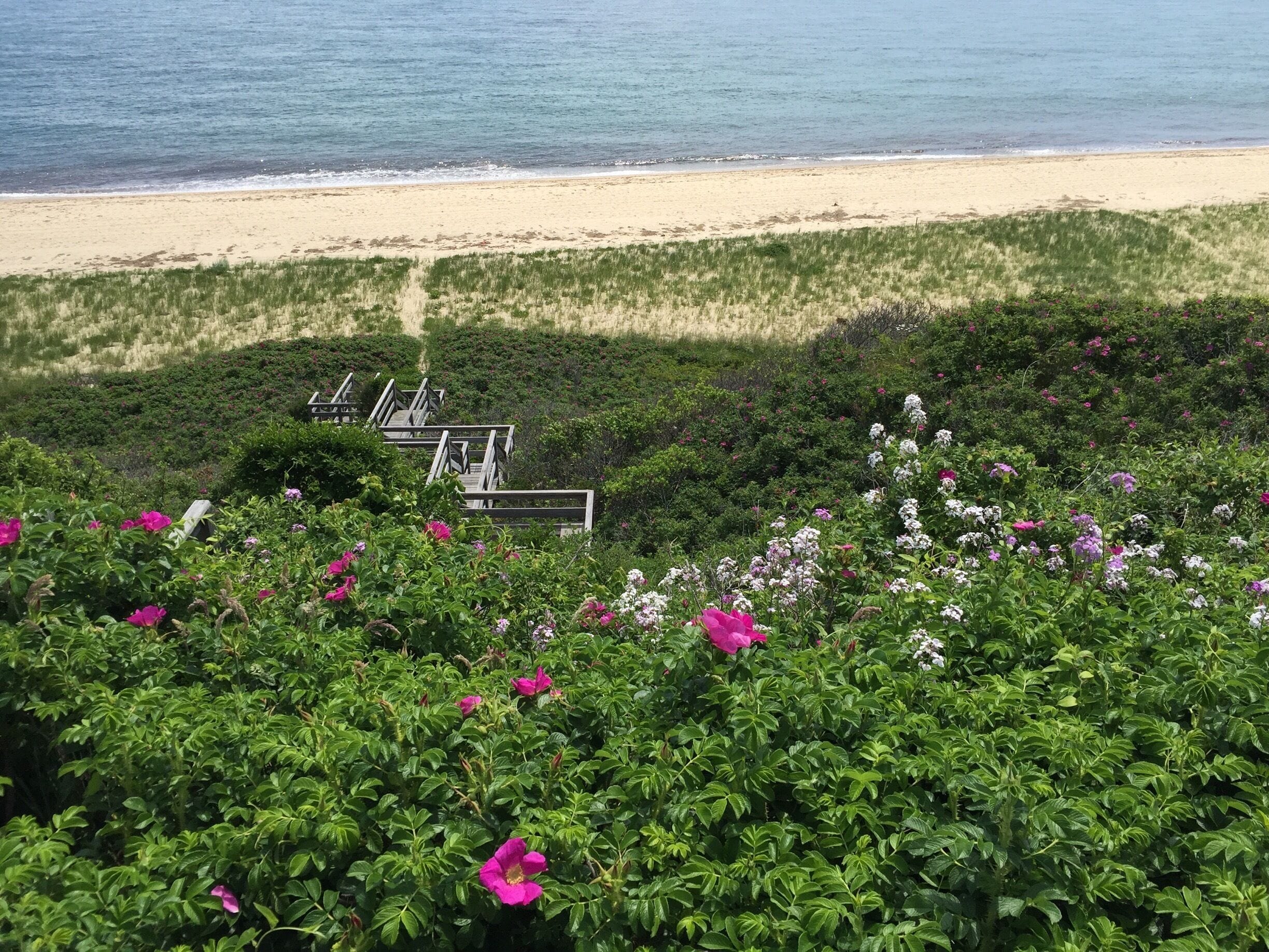 Private staircase for beach access...surrounded by pink and white wild roses. 