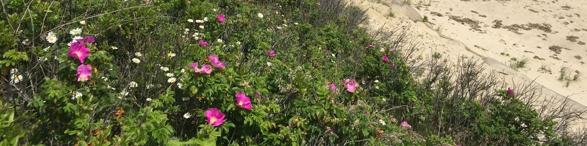 Seals kept us company during our walk on this beautiful beach