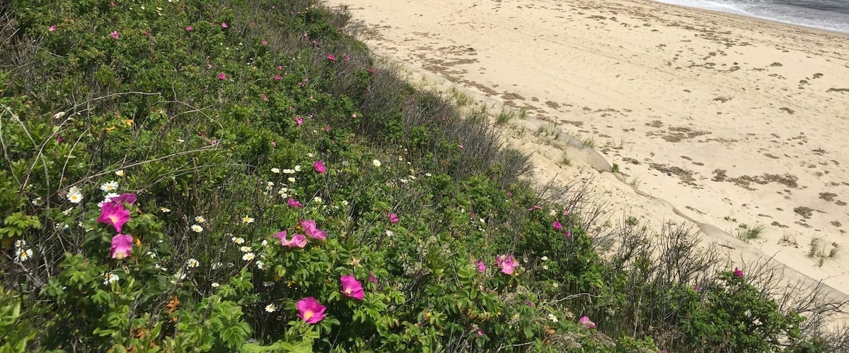 A beach with pink flowers and a sandy shore.
