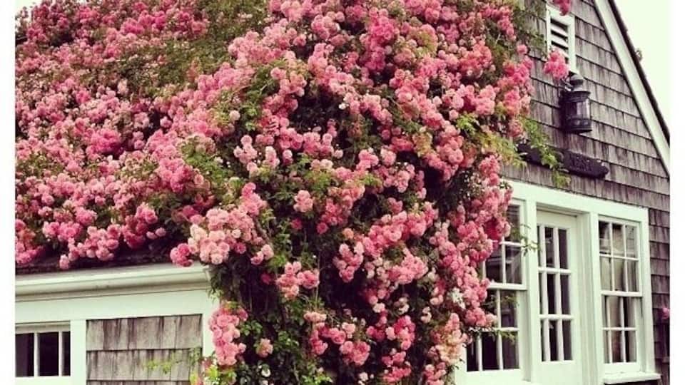 beautiful 'sconset cottage