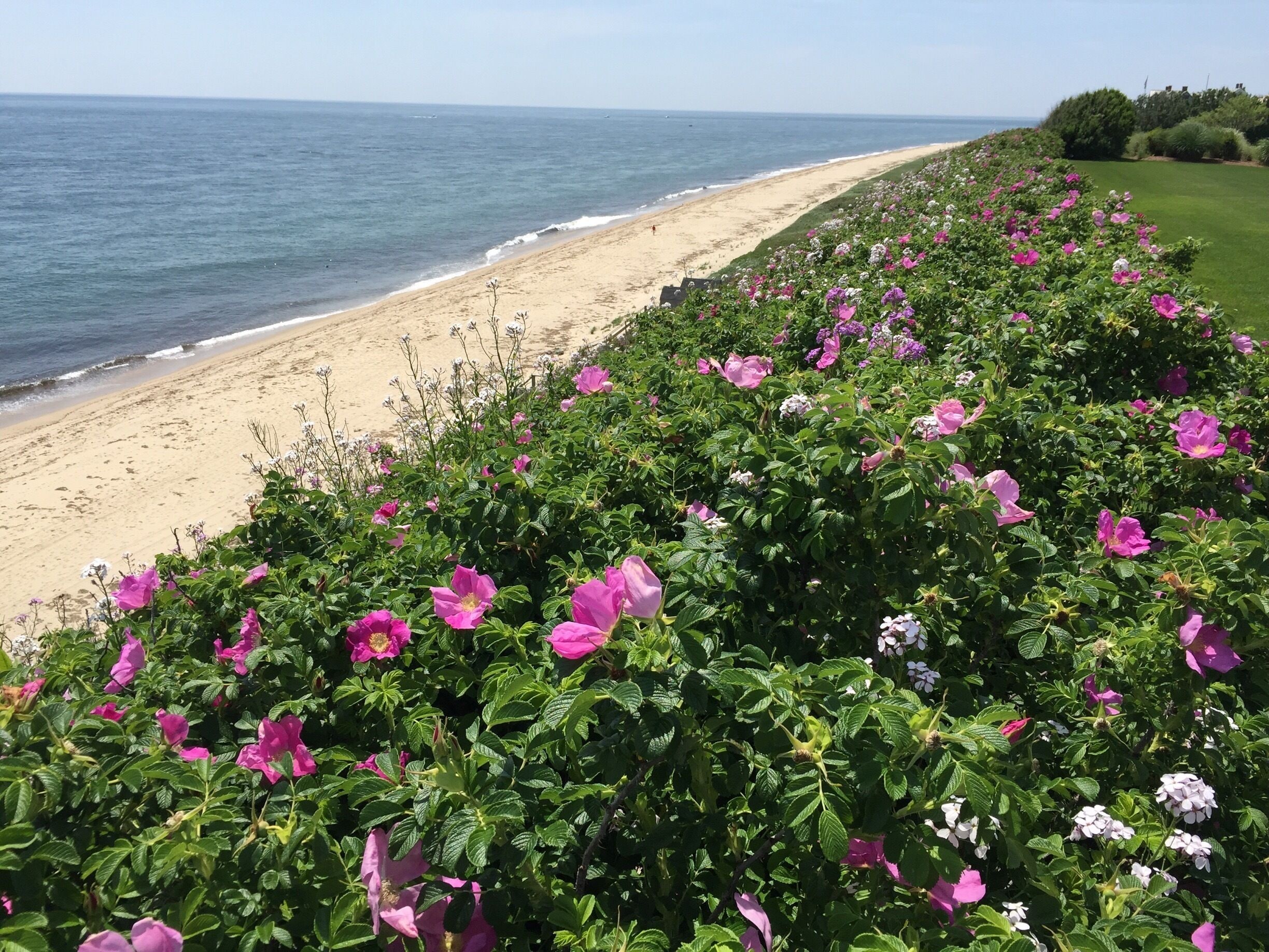 A beach with pink flowers and the ocean.