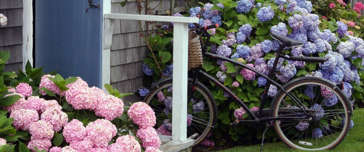 Nantucket showing a park, a house and flowers
