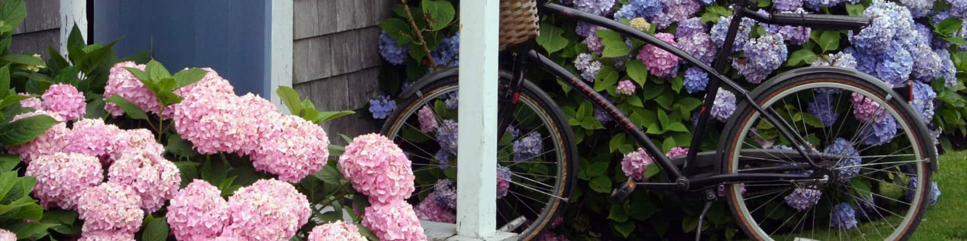 Nantucket showing a park, a house and flowers