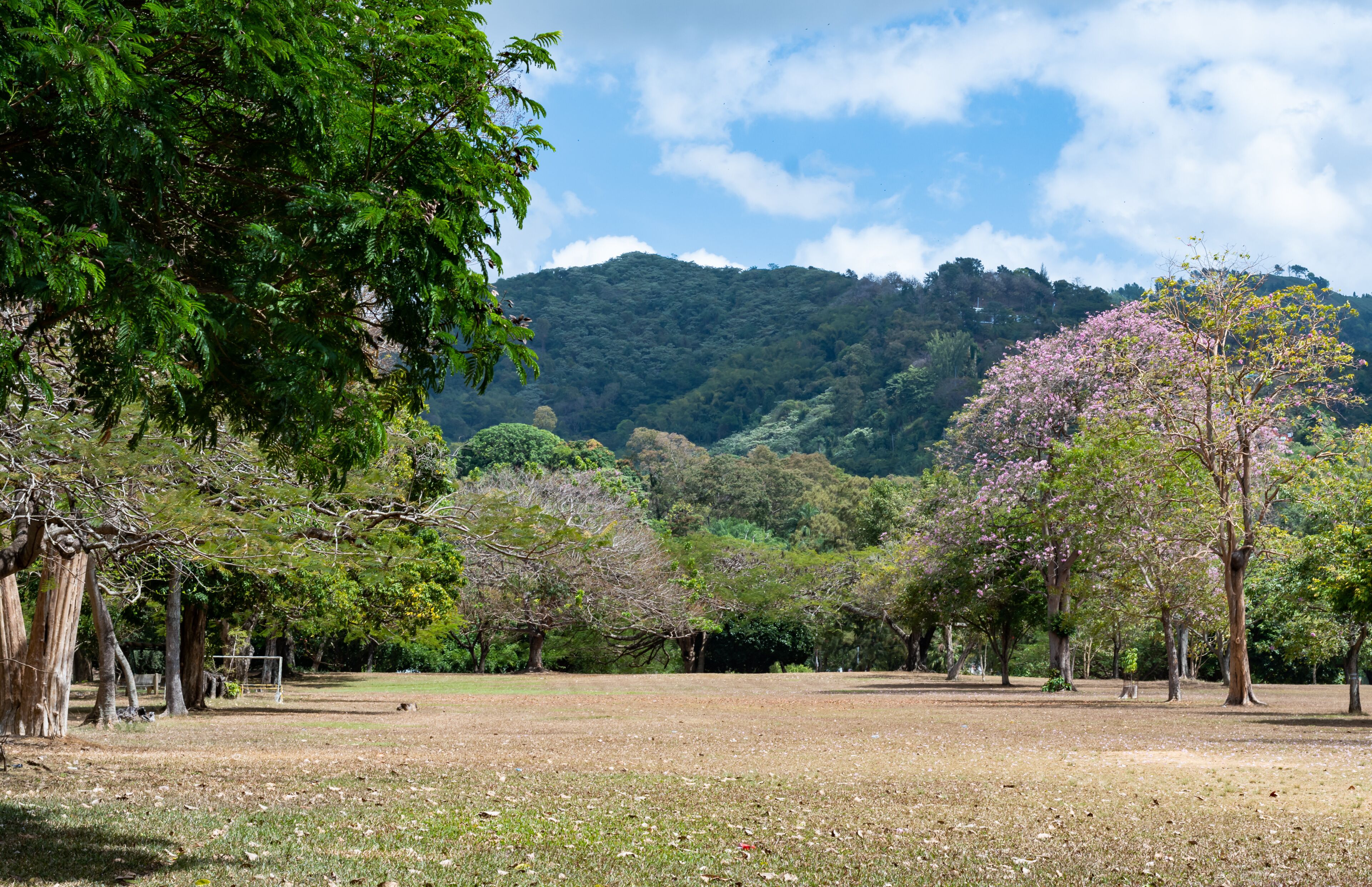 Beautiful Queen's Park Savannah with pink Poui trees in bloom in Trinidad and Tobago.