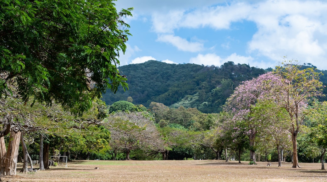Beautiful Queen's Park Savannah with pink Poui trees in bloom in Trinidad and Tobago.