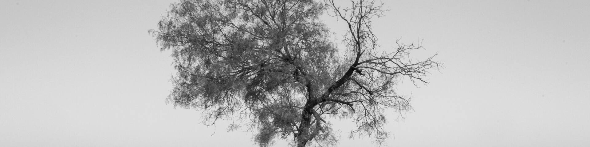 Due to heavy rains the lake raised to the tree lines causing some nice reflections.