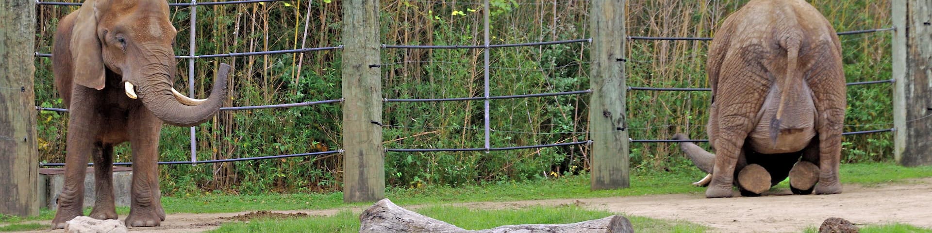 Two elephants in a fenced enclosure with a forested background.