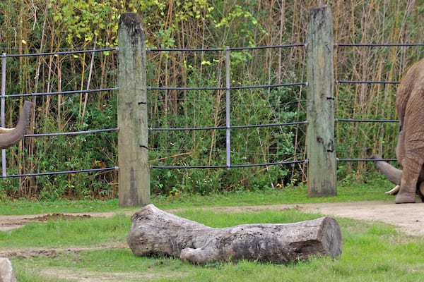 Zwei Elefanten in einem umzäunten Gehege mit bewaldeter Landschaft im Hintergrund.