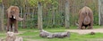 Two elephants in a fenced enclosure with a forested background.
