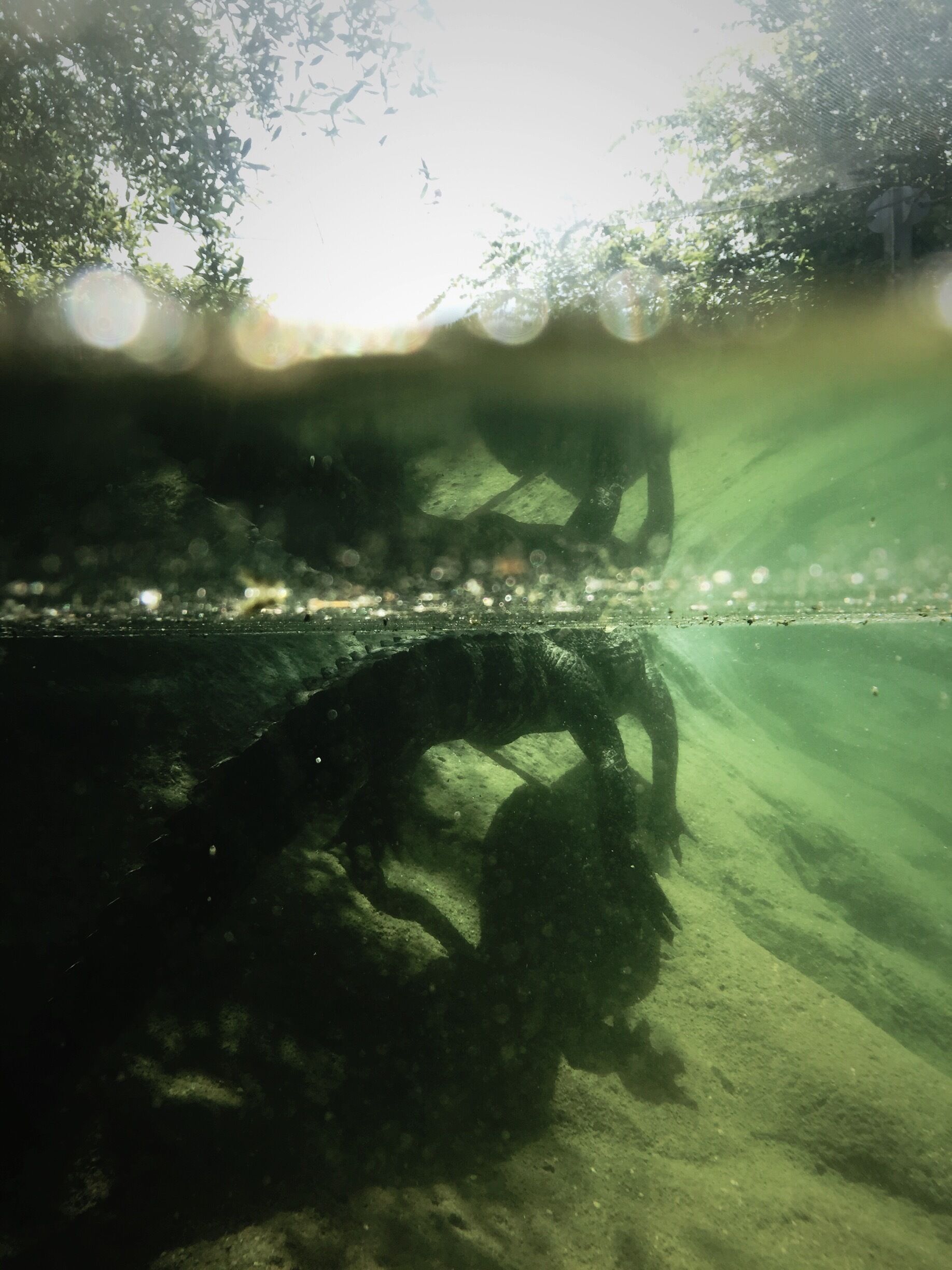 It was cool they had the glass up against the water so you could see above and below!  #tnkarts #klmfoto