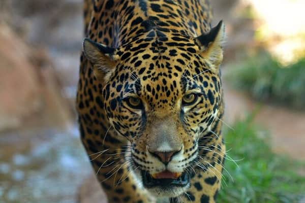 The Cameron Park Zoo in Waco, Texas is a terrific zoo! The zoo has a great range of animals and exhibits and the grounds are well kept and spacious. There's lots of shade to keep you somewhat cool during those hot Texan summer months if you visit during that time frame. The animal enclosures are nice, and can really give you great views of the animals themselves if you are a bit patient. This also makes for great photo views, as shown here with this photo of an approaching jaguar. Food and snack prices are also very reasonable, as are prices for souvenirs. This zoo makes for a great day out for the family.