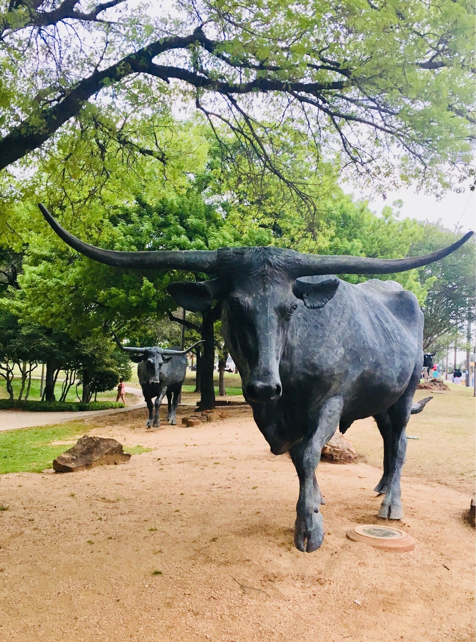 Longhorn statues in downtown Waco near the Suspension Bridge