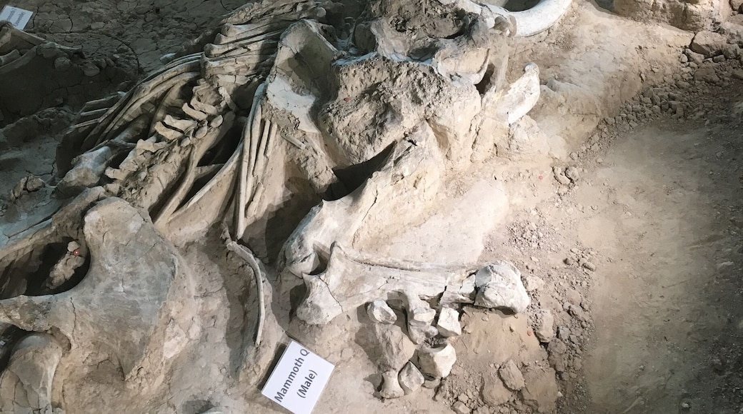 The Waco Mammoth National Monument is a paleontological site and museum in Waco, Texas, United States where fossils of 24 Columbian mammoths (Mammuthus columbi) and other mammals from the Pleistocene Epoch have been uncovered. The site is the largest known concentration of mammoths dying from a (possibly) reoccurring event, which is believed to have been a flash flood. The mammoths on site did not all die at the same time but rather during three separate events in the same area