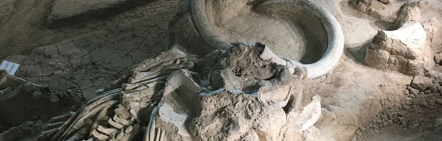 The Waco Mammoth National Monument is a paleontological site and museum in Waco, Texas, United States where fossils of 24 Columbian mammoths (Mammuthus columbi) and other mammals from the Pleistocene Epoch have been uncovered. The site is the largest known concentration of mammoths dying from a (possibly) reoccurring event, which is believed to have been a flash flood. The mammoths on site did not all die at the same time but rather during three separate events in the same area