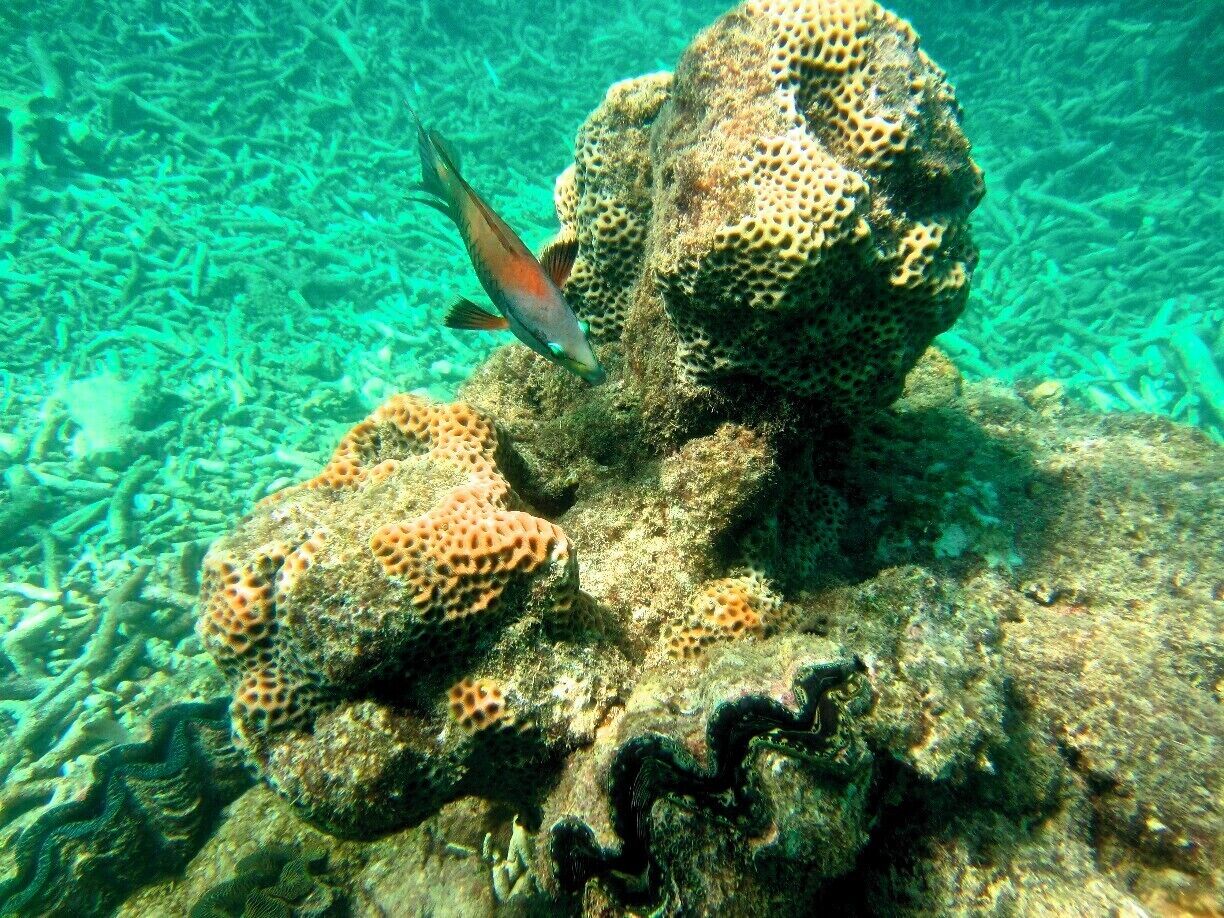 Great snorkeling in the Whitsundays.