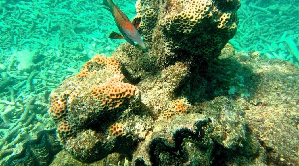 Great snorkeling in the Whitsundays.