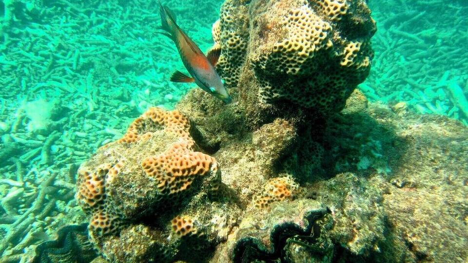 A fish swimming near a coral reef with textured rock formations.