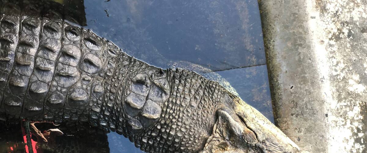 These salt water crocodiles are found mainly in the southern part of Palawan