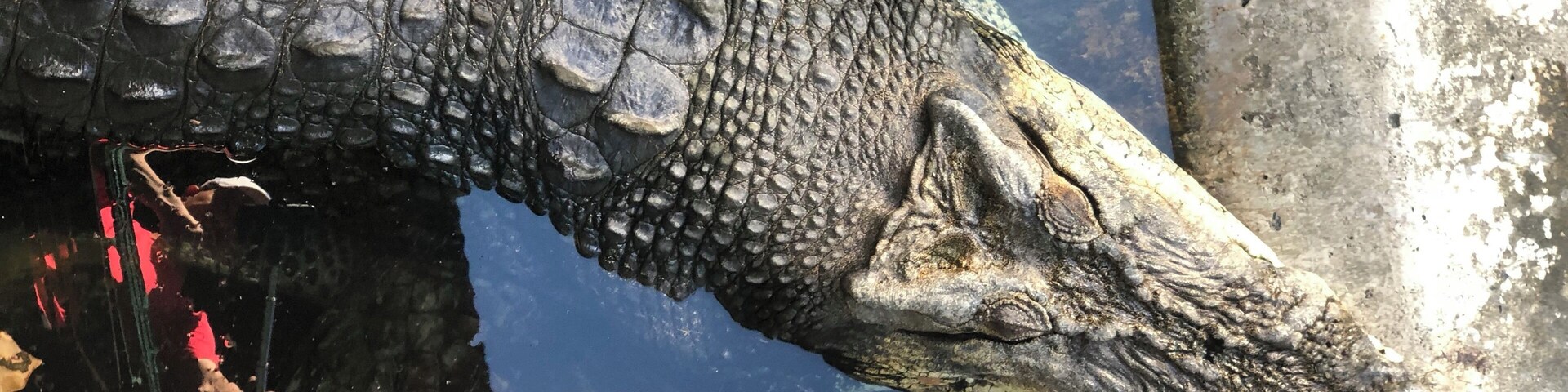 These salt water crocodiles are found mainly in the southern part of Palawan