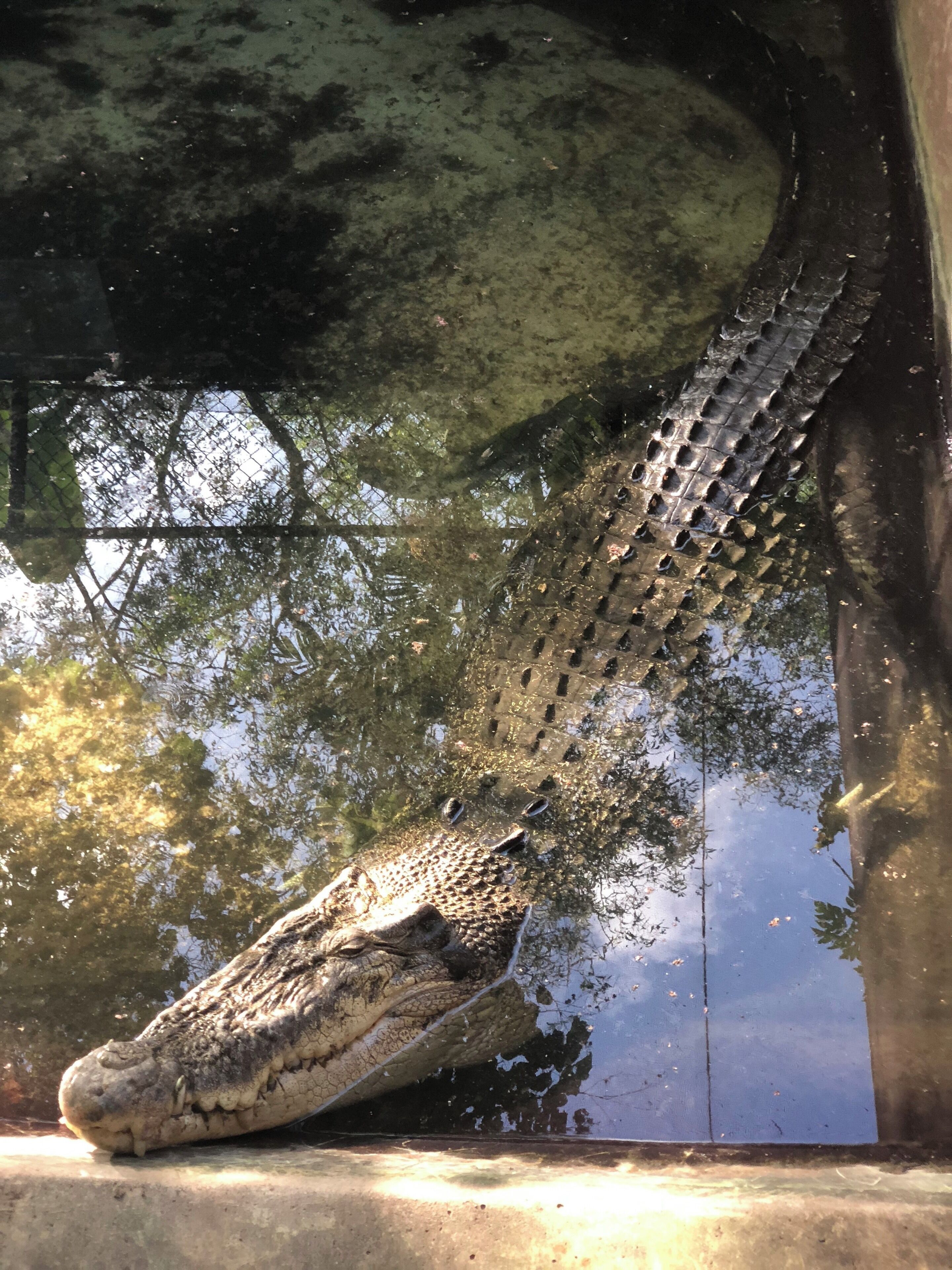 One of the many huge salt water crocodiles here
