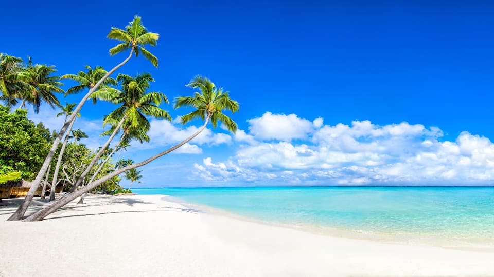 A beach with white sand, palm trees, and a clear blue sky.