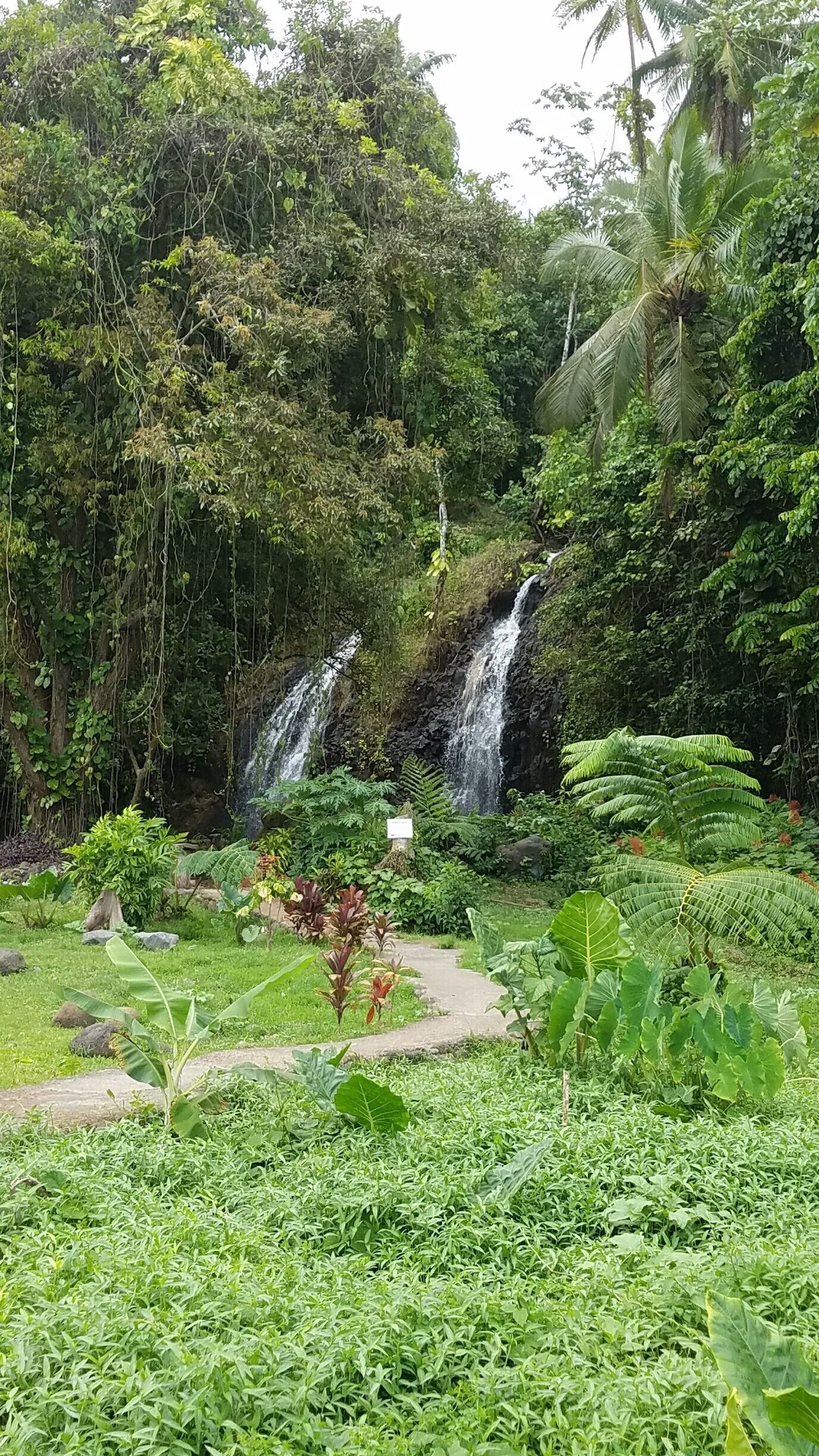 Saw this little waterfall while driving around the island of Tahiti 