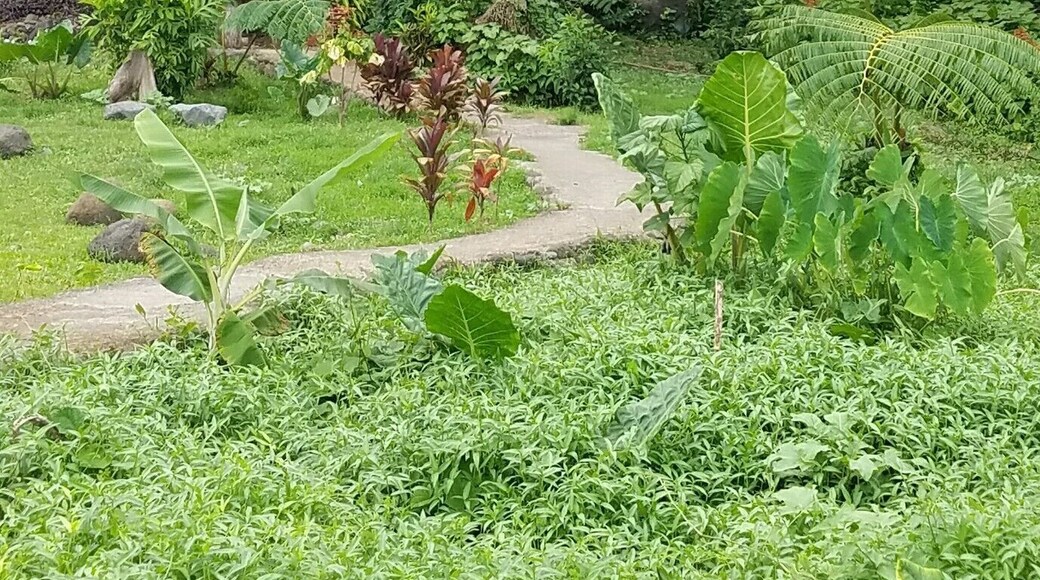 Saw this little waterfall while driving around the island of Tahiti