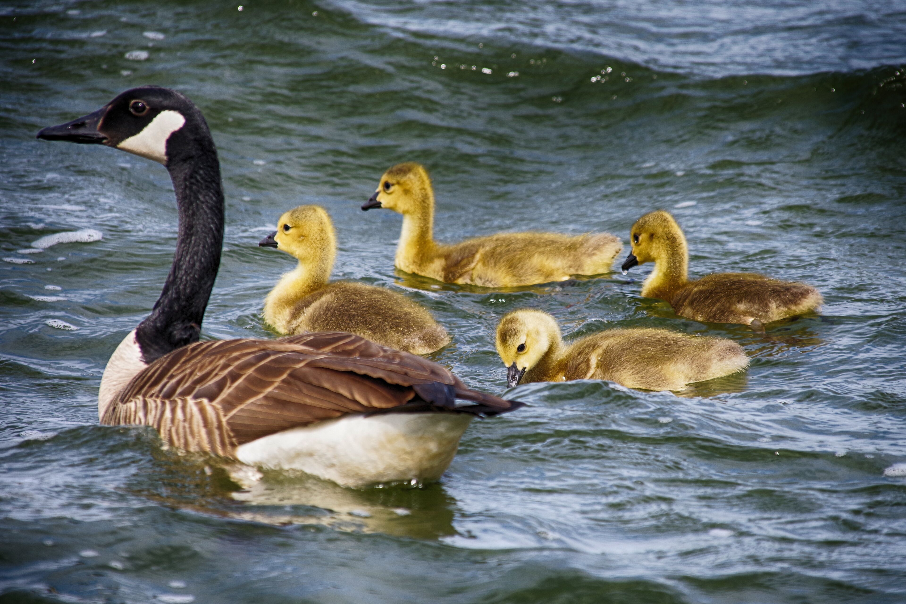 Baby Canada Geese swimming with adults At Presque Isle state Park