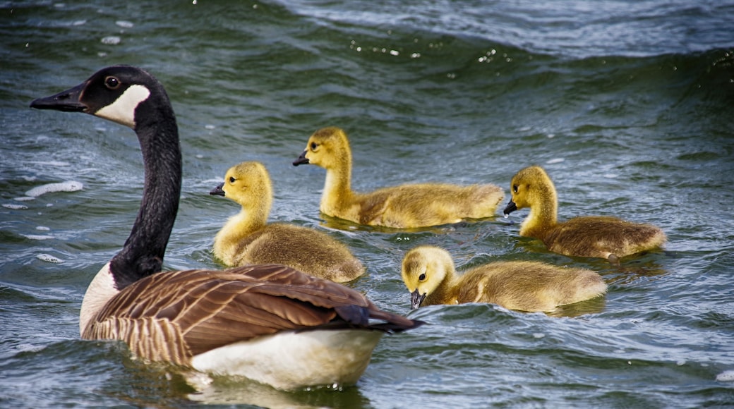 Baby Canada Geese swimming with adults At Presque Isle state Park
