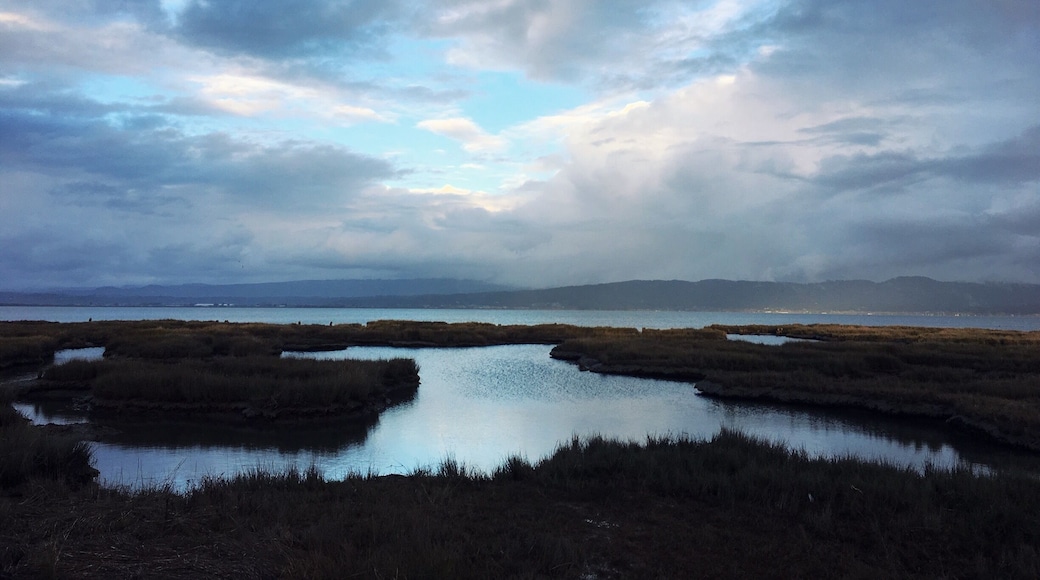 Just off of New Navy Base road, looking past Humboldt Bay towards Arcata, California