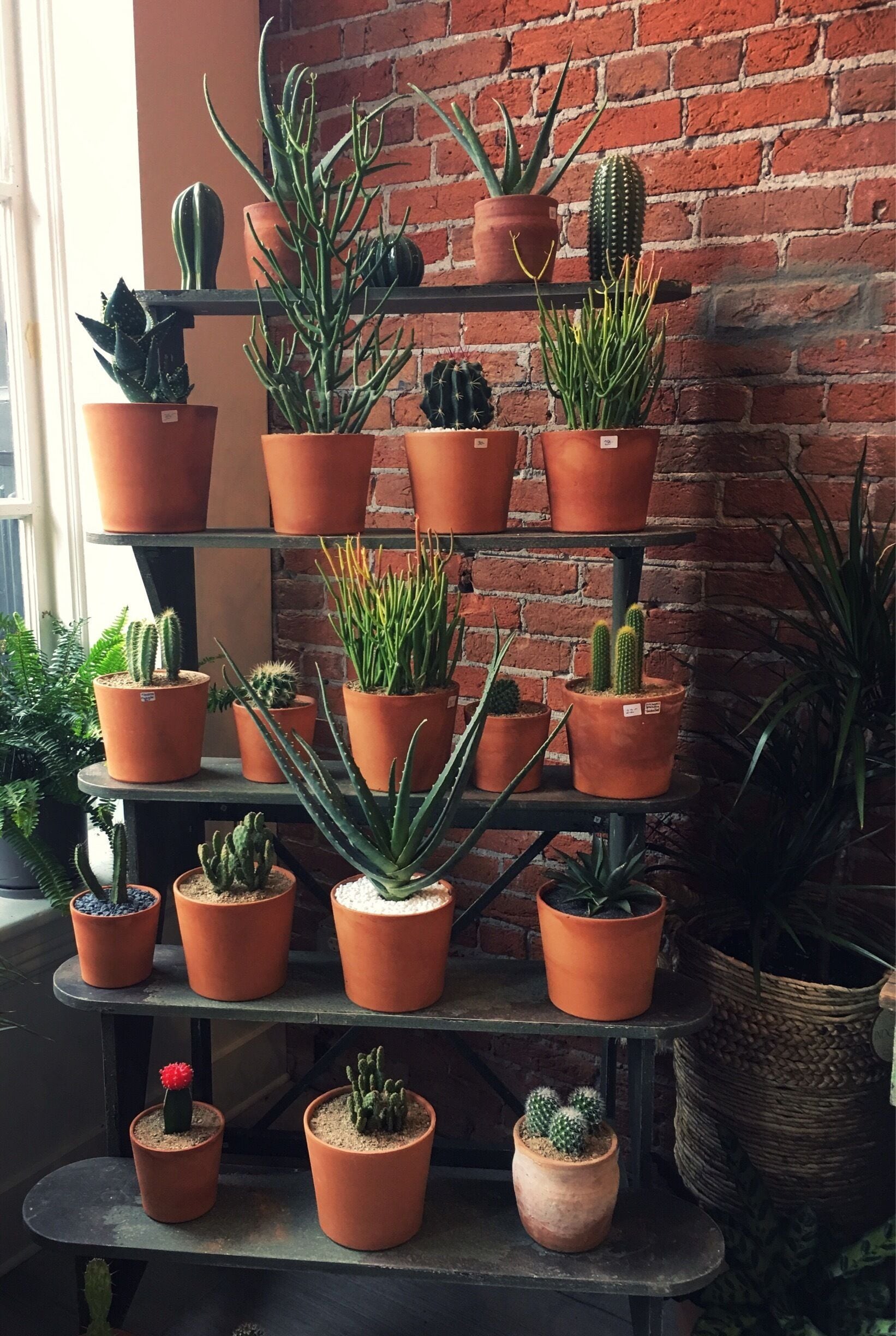 Sekoya is a small plant shop with succulents, cacti, and various indoor plants. The displays are nice and a small workstation is available to pot plants.