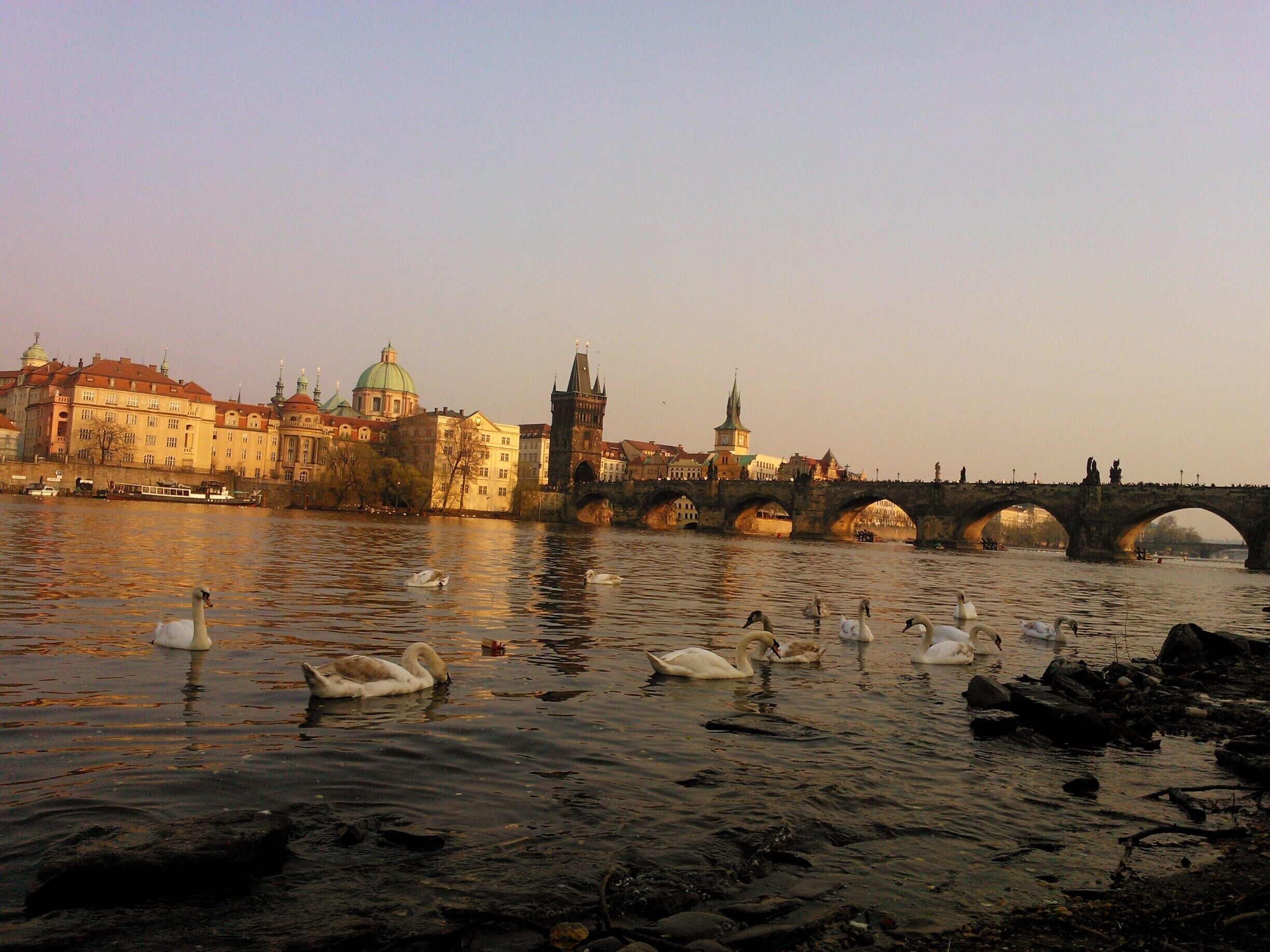 As a swan lover, I enjoyed this scene very much and tried to capture it's inherent beauty