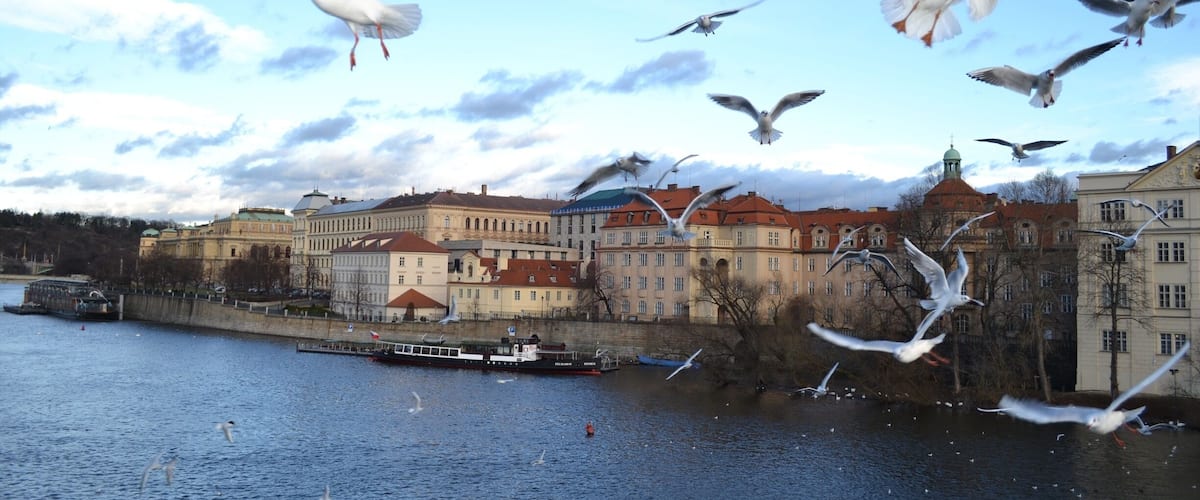 Seagulls over the Vltava river