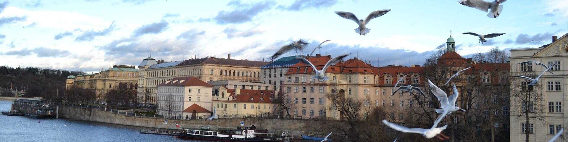 Seagulls over the Vltava river