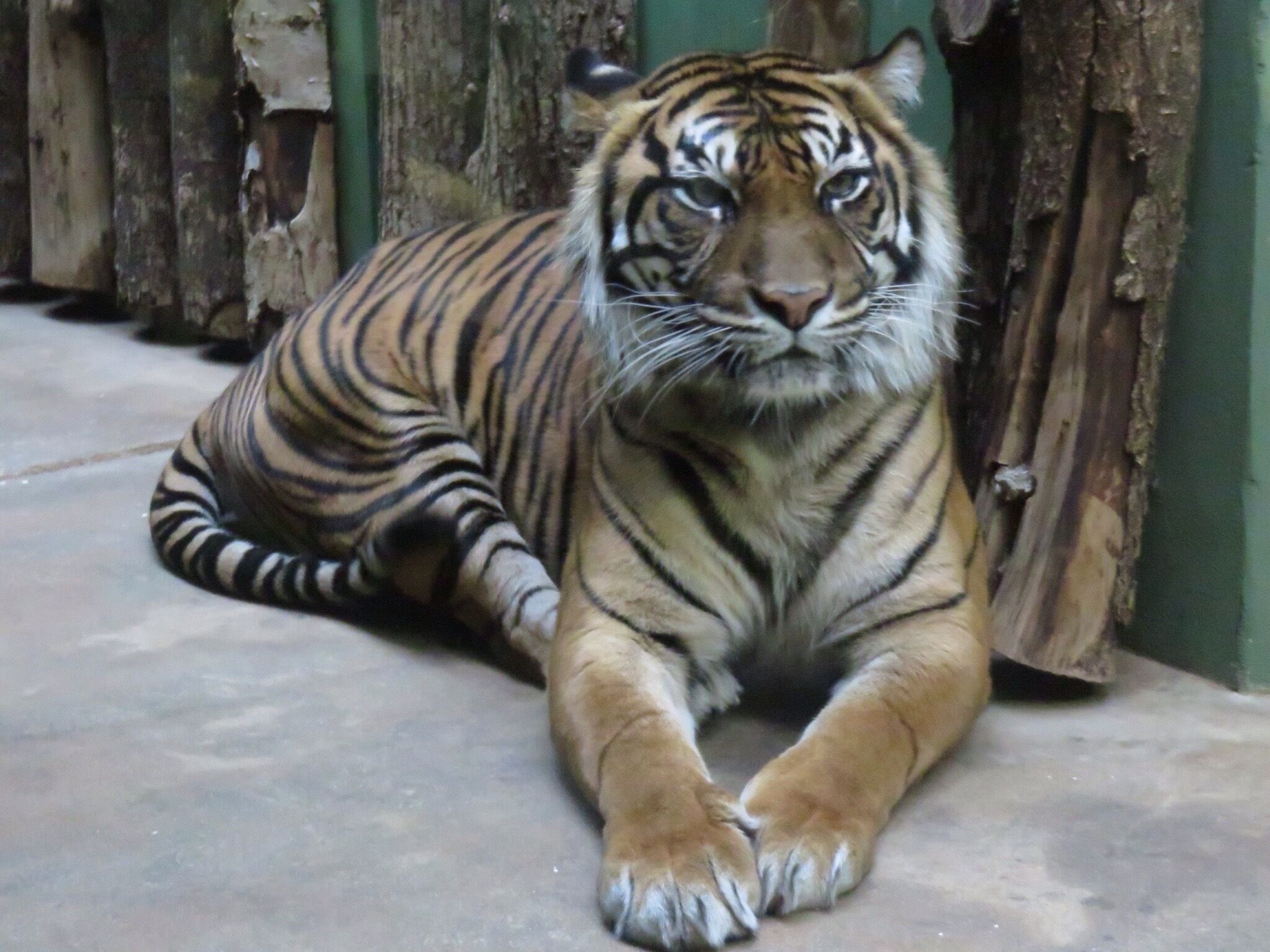 Prague zoo, lots of amazing animals here! Including polar bears, giraffes, cheetahs and of course tigers. 