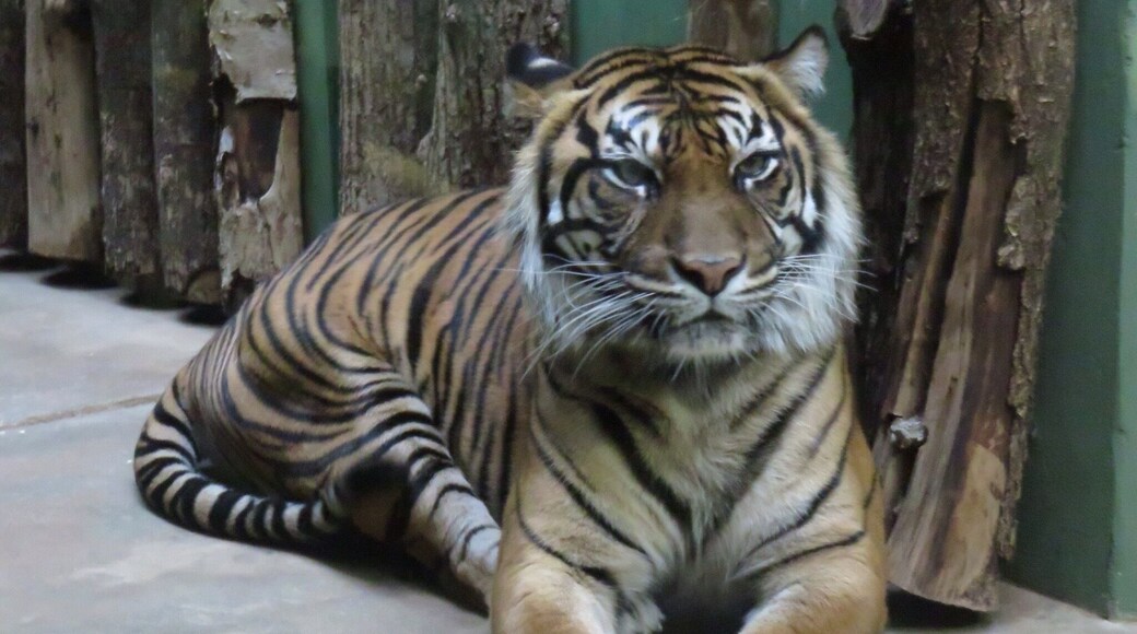 Prague zoo, lots of amazing animals here! Including polar bears, giraffes, cheetahs and of course tigers.