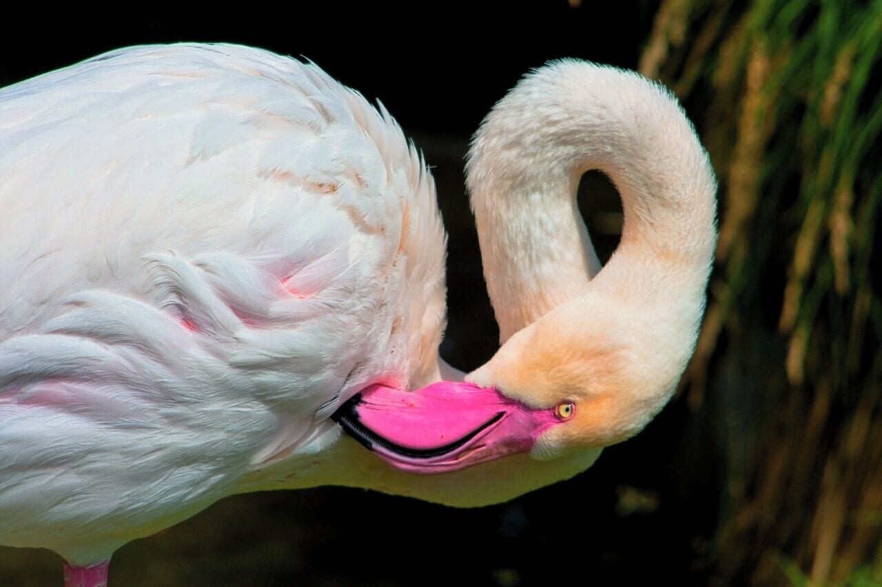 May 2015

Greater flamingo, Prague ZOO

Greater flamingo (Phoenicoptera roseus) is a wonderful bird with strikingly pink beak (with a black tip). It is closely related to American flamingo (which has wild pink orange feathers all over) and Chilean flamingo (its beak is only black and white). The feathers are becoming light pink with the age.

The way this one ruffles his feathers is actually similar to the way they feed themselves with their head positioned up side down with the beak in horizontal position to the water.  This way they can filter the plancton in shallow water by pushing their tongue to the beak forcing the water to spill back through the lamels inside and leaving only the desired plancton. 