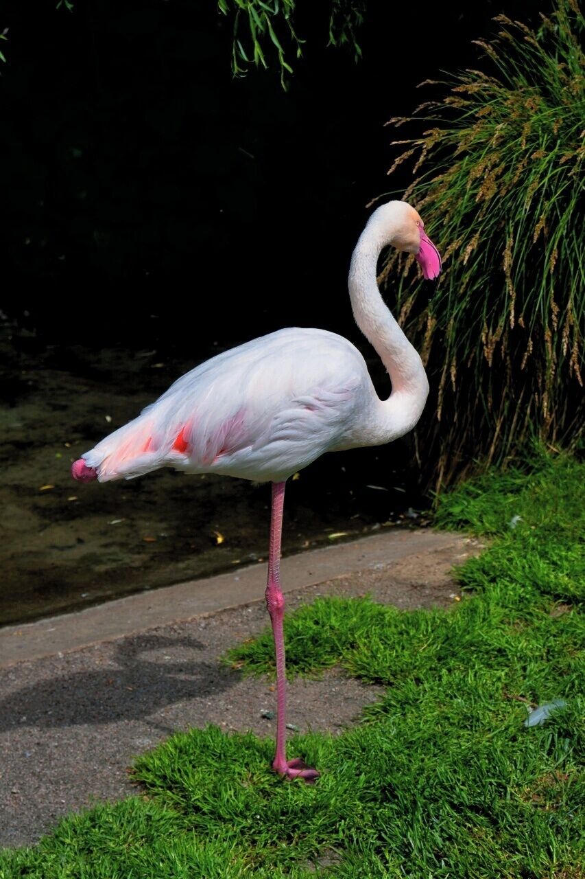 May 2015

Greater flamingo, Prague ZOO

Greater flamingo (Phoenicopterus roseus) is a wonderful bird with strikingly pink beak (with a black tip). It is closely related to American flamingo (which has wild pink orange feathers all over) and Chilean flamingo (its beak is only black and white). 
Most of its feathers are pinkish-white becoming more pink with age, but the wing coverts are red and the primary and secondary flight feathers are black.
It was proven that the brain of the flamingo is smaller than his eye. 
