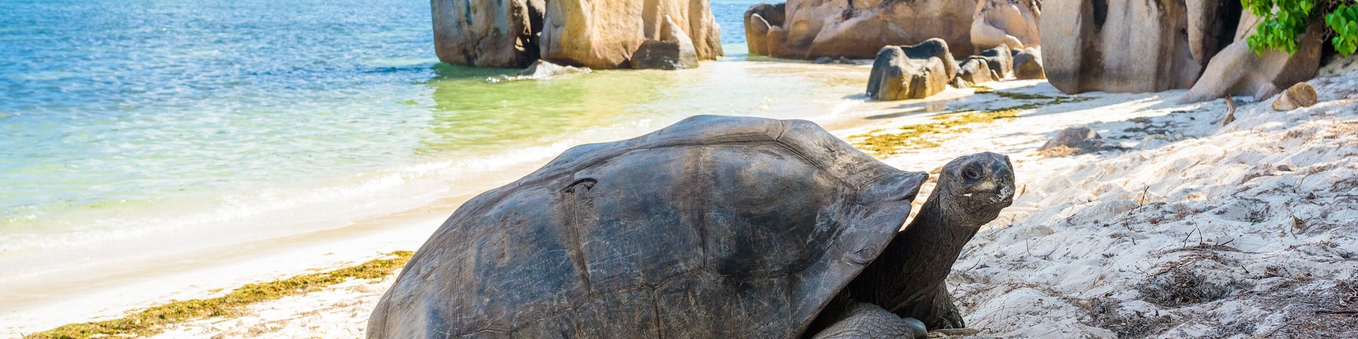 Aldabra giant tortoise, Turtle in Seychelles on the beach near to Praslin, Shutterstock ID 1275987826, Purchase Order: SP-1883, Order Number: SP-1883 LASTMINUTE BLOG, Client/Licensee: Wotif, Other: Ma