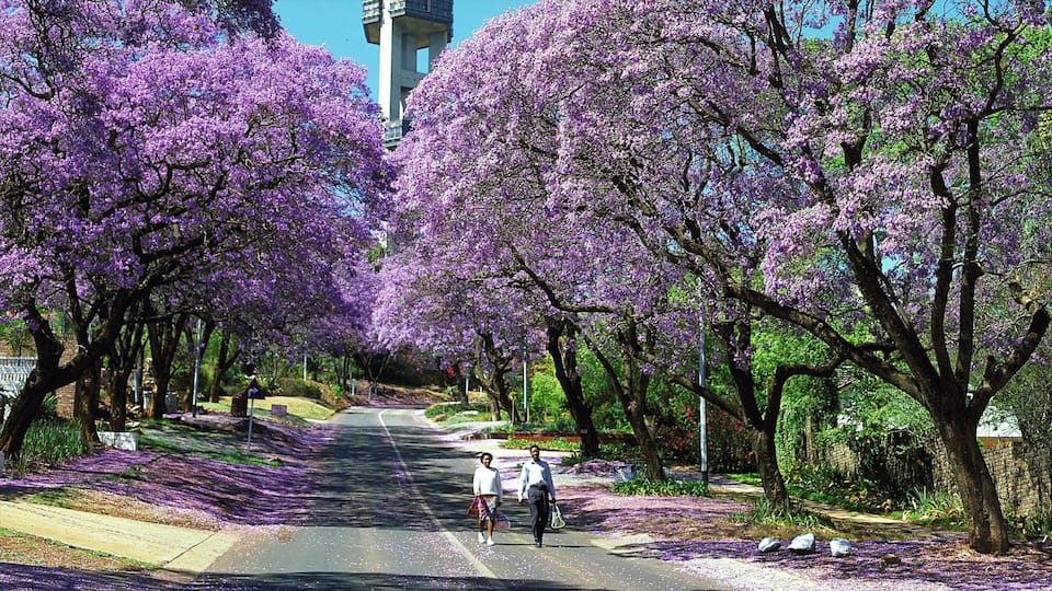 Pretoria featuring a garden and street scenes as well as a couple