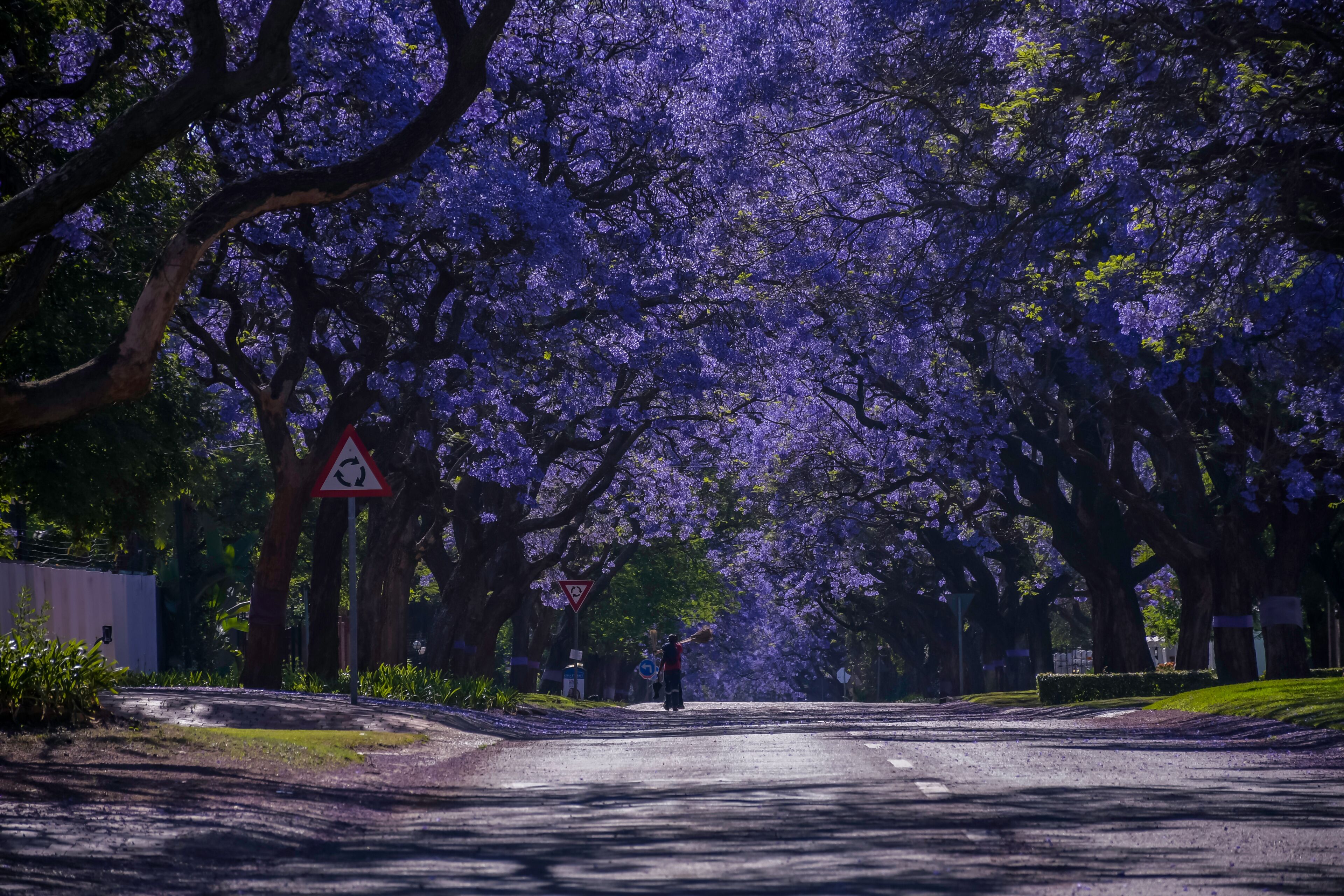 Jacaranda trees in full bloom lined in a pretoria street south africa during spring