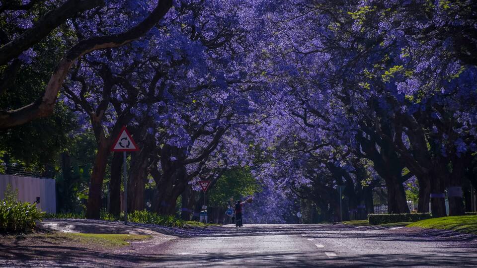 Jacaranda trees in full bloom lined in a pretoria street south africa during spring