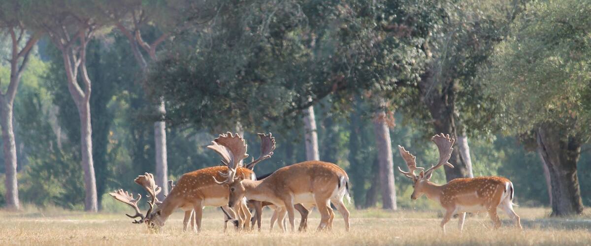 A group of bucks at San Rossore park, in Pisa