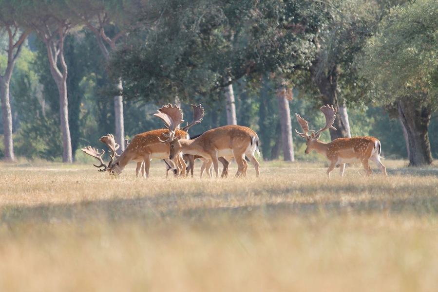 A group of bucks at San Rossore park, in Pisa