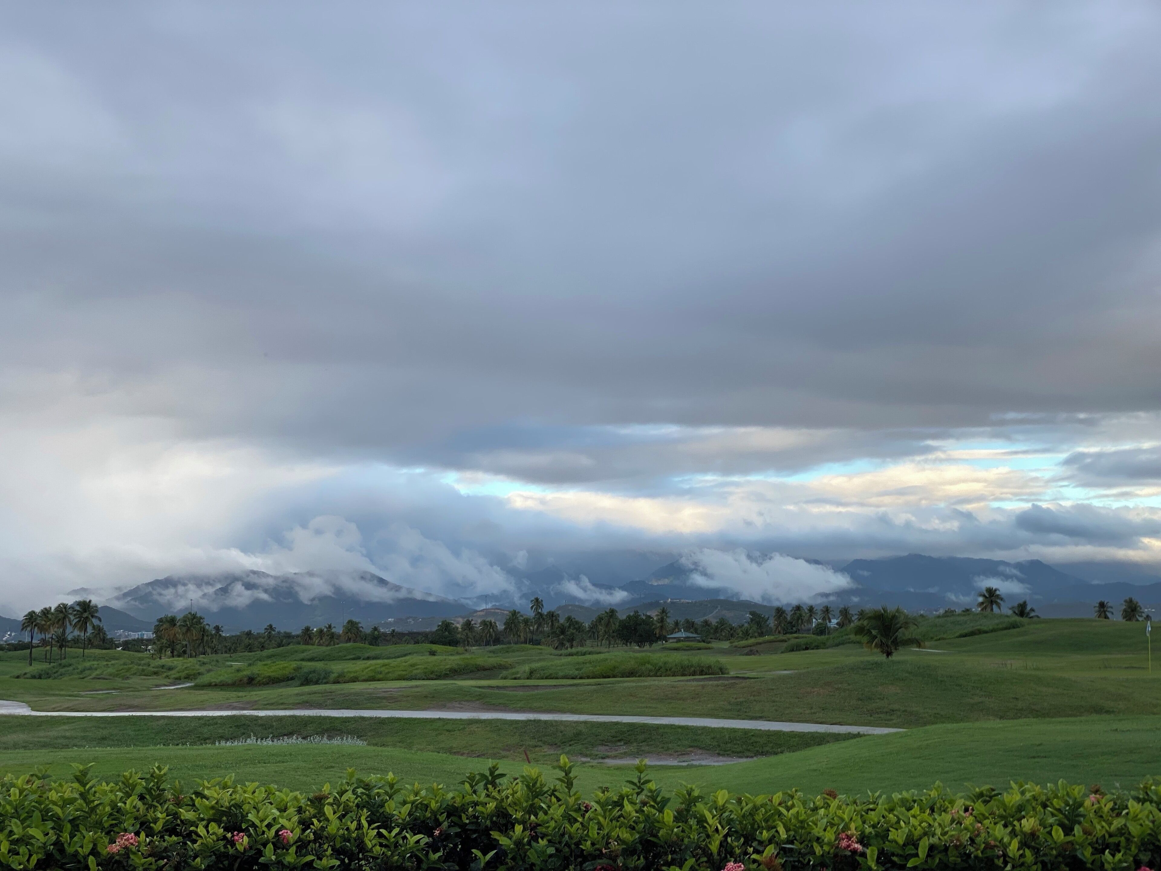 A lush green landscape with palm trees and a cloudy sky.