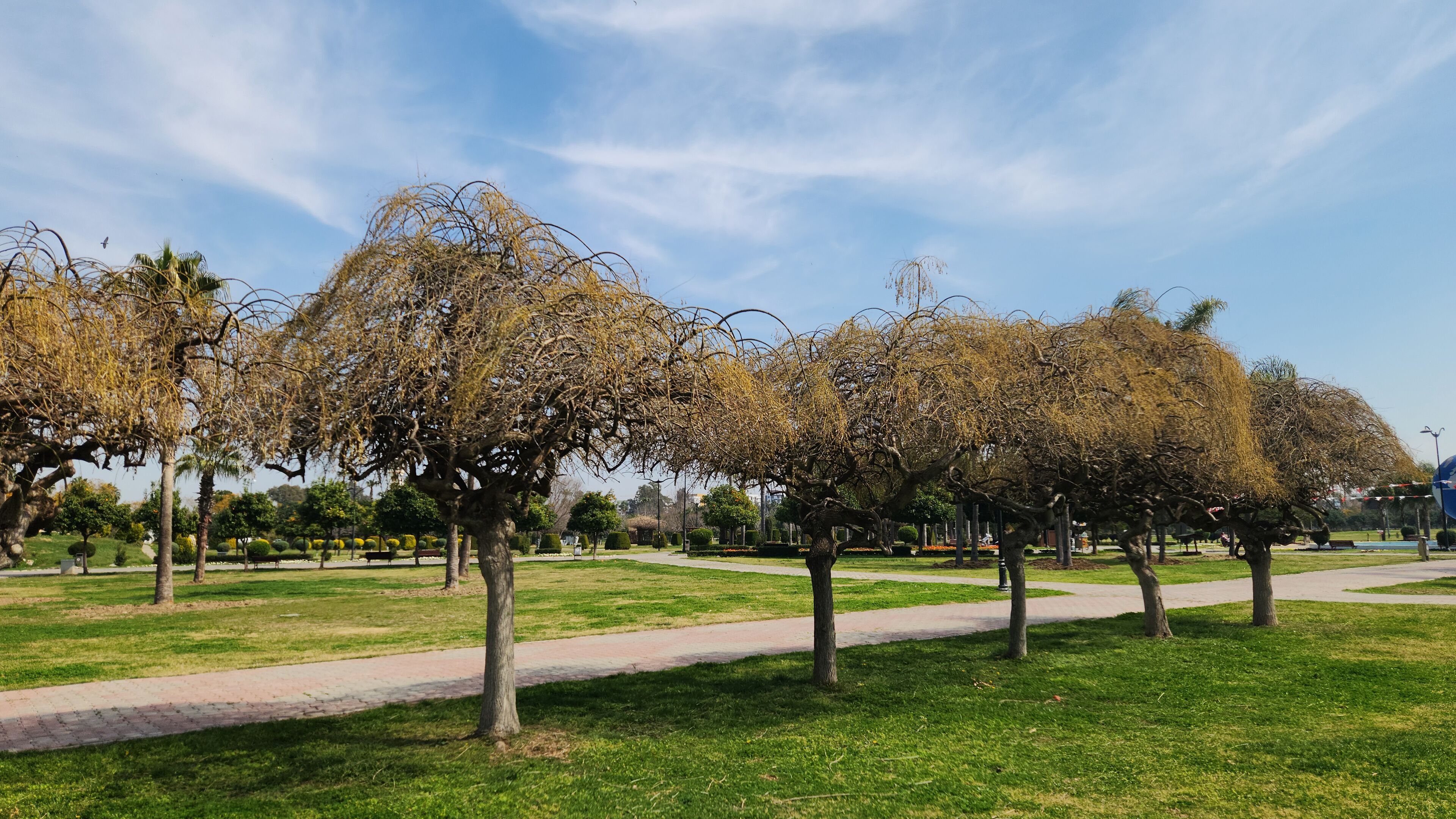 The Japanese pagoda trees, (Styphnolobium japonicum), stands beautifully even without leaves in the Central Park (Merkez Park in Turkish) in Adana, Turkey, creating a picturesque scene in March.