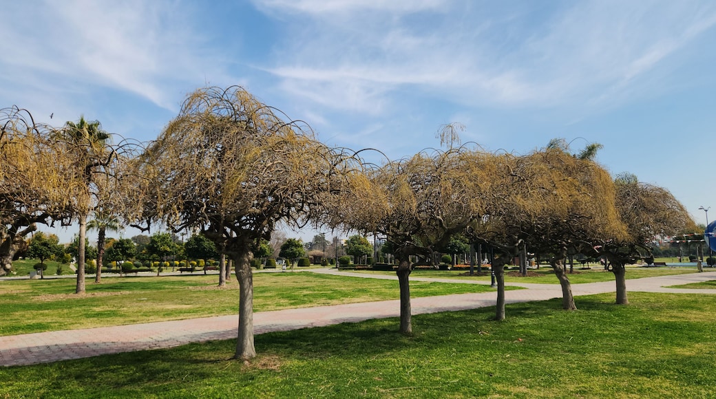 The Japanese pagoda trees, (Styphnolobium japonicum), stands beautifully even without leaves in the Central Park (Merkez Park in Turkish) in Adana, Turkey, creating a picturesque scene in March.