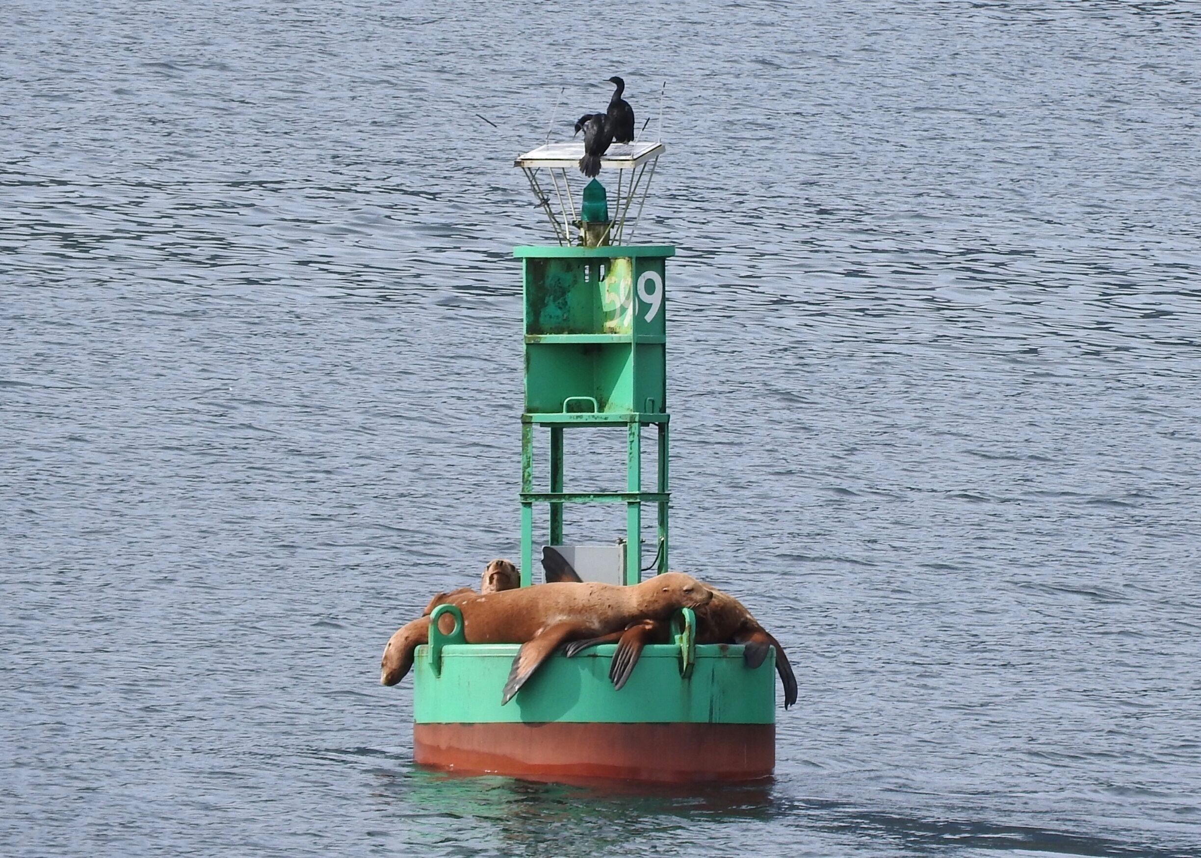 Sea lions and cormorants on a buoy.

#Wildlife