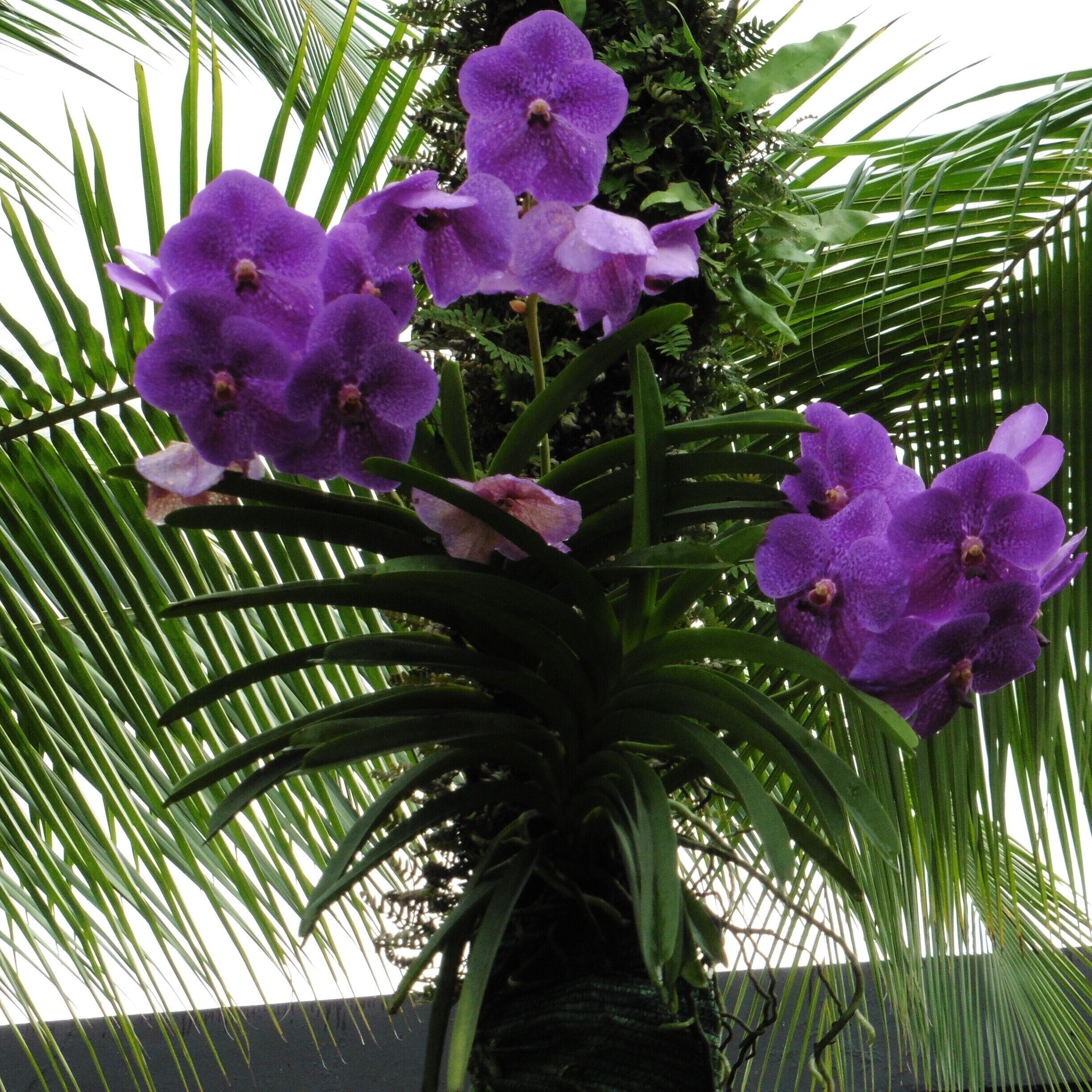 Beautiful orchids!  Here in Panama we often see orchids growing in trees.  Panama has many species including a few that are endangered.

www.panamaroadrunner.com